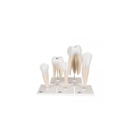 Serie de modelos dentales, 5 modelos