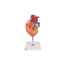 Corazón 2 veces su tamaño natural, de 4 piezas