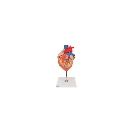 Corazón 2 veces su tamaño natural, de 4 piezas