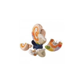 Modelo de las regiones cerebrales, 4 partes