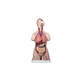 Maniquí torso humano de doble sexo con espalda abierta con 28 pzas 3B Scientific 3BS-B35 MARCA -  3b Scientific