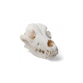 Cráneo auténtico de perro con maxilar inferior móvil