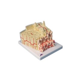 Estructura de los huesos aumentado 80 veces 3BS-A79 MARCA -  3b Scientific