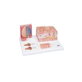 Lengua 3B MICROanatomy 3BS-D17 MARCA -  3b Scientific