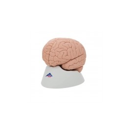 Encéfalo económico desmontable en 2 piezas