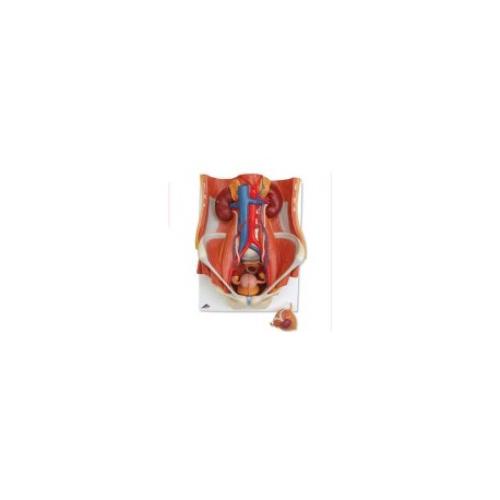 Sistema urinario de sexo dual, 6 piezas 3BS-K32 MARCA -  3b Scientific