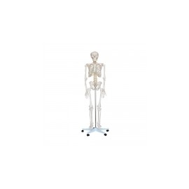 Esqueleto de cuerpo humano adulto SA-SAI-11S MARCA -  SHOP ANATOMICAL