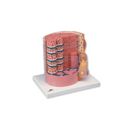 Fibra muscular - a 10.000 aumento MICROanatomy