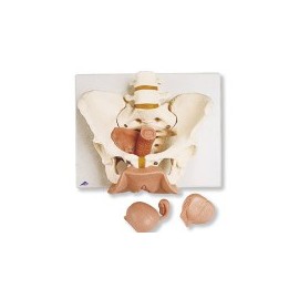 Esqueleto de la pelvis femenina con órganos genitales en 3 piezas 3BS-L31 MARCA -  3b Scientific