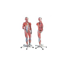 Figura completa doble sexo con músculos, desmontable en 45 piezas 3BS-B50 MARCA -  3b Scientific