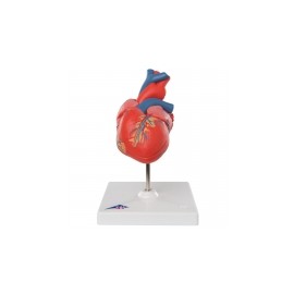 Modelo de plástico de corazónes clasico en 2 piezas con arterias 3BS-G08 MARCA -  3b Scientific