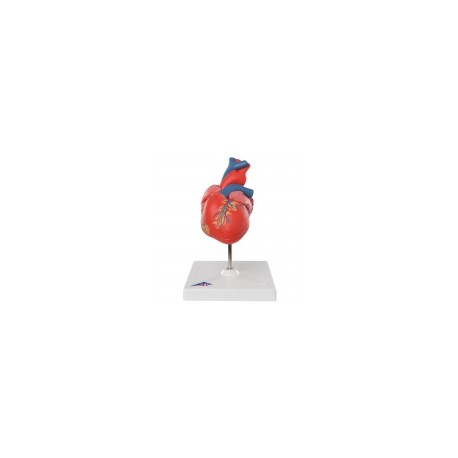 Modelo de plástico de corazónes clasico en 2 piezas con arterias 3BS-G08 MARCA -  3b Scientific