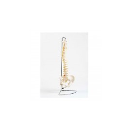 Modelo de columna SA-PC-Spine MARCA -  SHOP ANATOMICAL