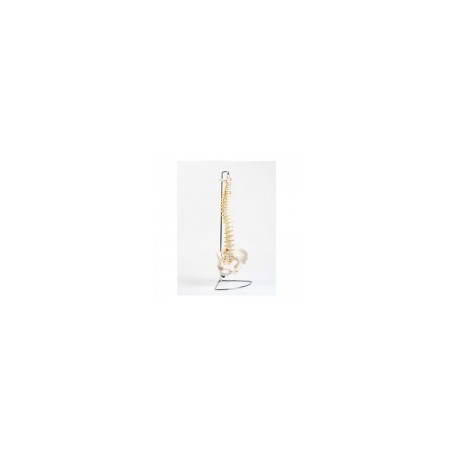 Modelo de columna SA-PC-Spine MARCA -  SHOP ANATOMICAL