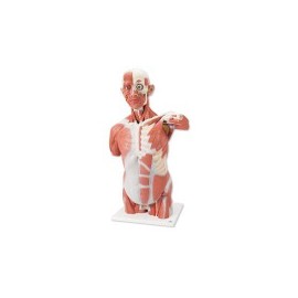 Torso con músculos de tamaño natural con 27 partes 3BS-VA16 MARCA -  3b Scientific