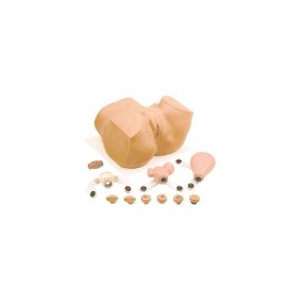 Maniquí Eva para ginecología (pelvis) SIM-PP01900U MARCA -  Simulaids