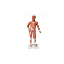 Figura muscular 1/3 de su tamaño natural