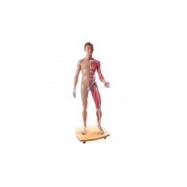 Figura completa doble sexo, 39 piezas