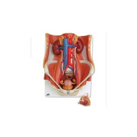 Sistema urinario de sexo dual, 6 piezas