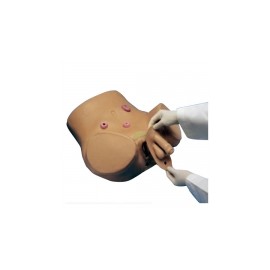 Simulador  para cateterismos de hombre y mujer 2 en 1