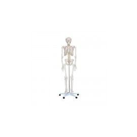 Esqueleto de cuerpo humano adulto