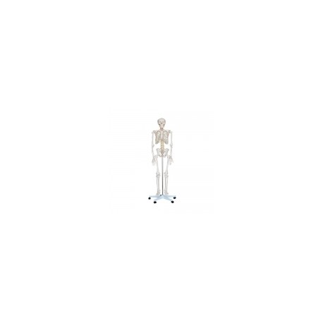 Esqueleto de cuerpo humano adulto