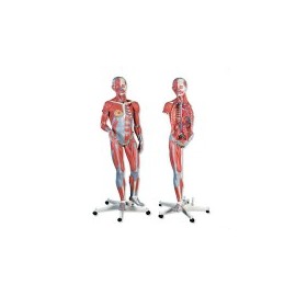 Figura completa doble sexo con músculos, desmontable en 45 piezas