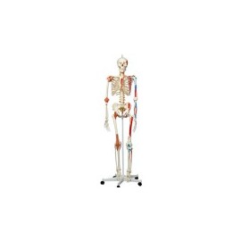 Maniquí esqueleto humano con músculos