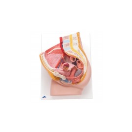 Modelo de corte sagital pelvis femenina en 2 piezas