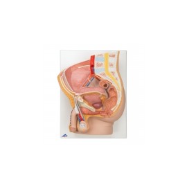 Modelo de corte sagital pelvis masculina en 2 piezas