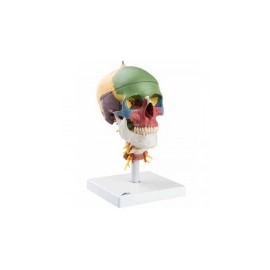Cráneo clásico didáctico con columna cervical, 4 partes
